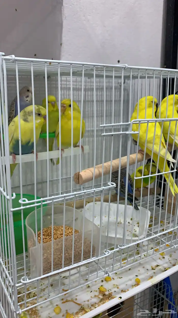 عصافير الحب 3