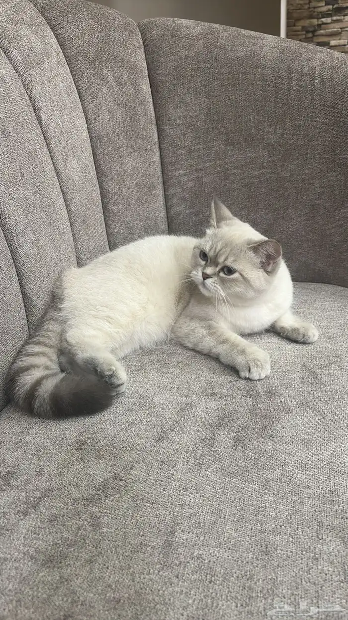 تزاوج سكوتش 2