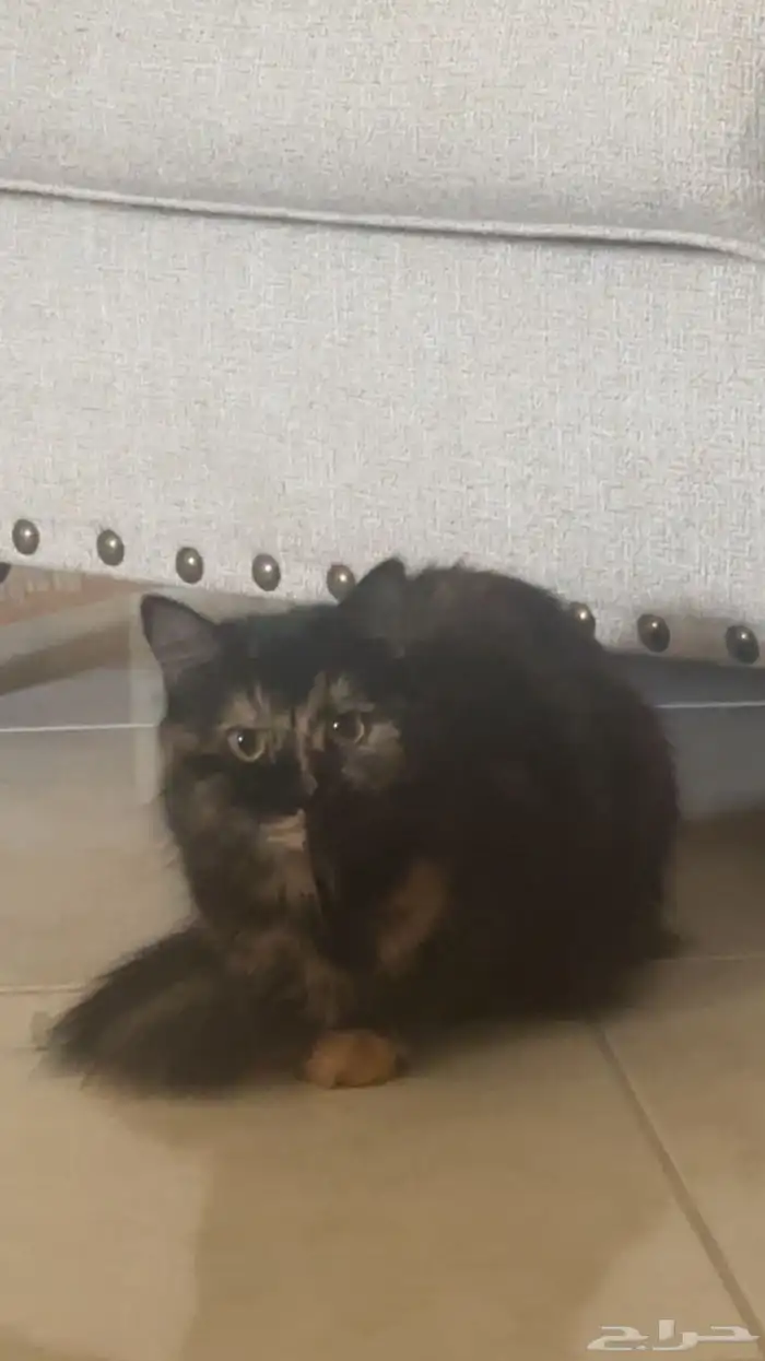 قطط تطلب التزاوج 2