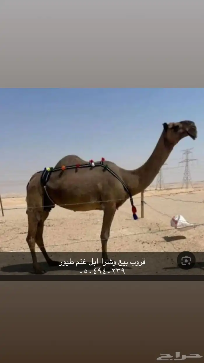 شف الإعلان 0