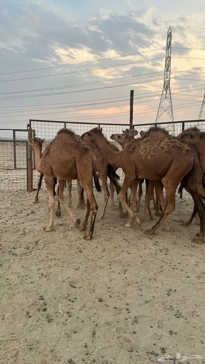 قعدان بلدي سواحل طيبه ( تم البيع ) 3