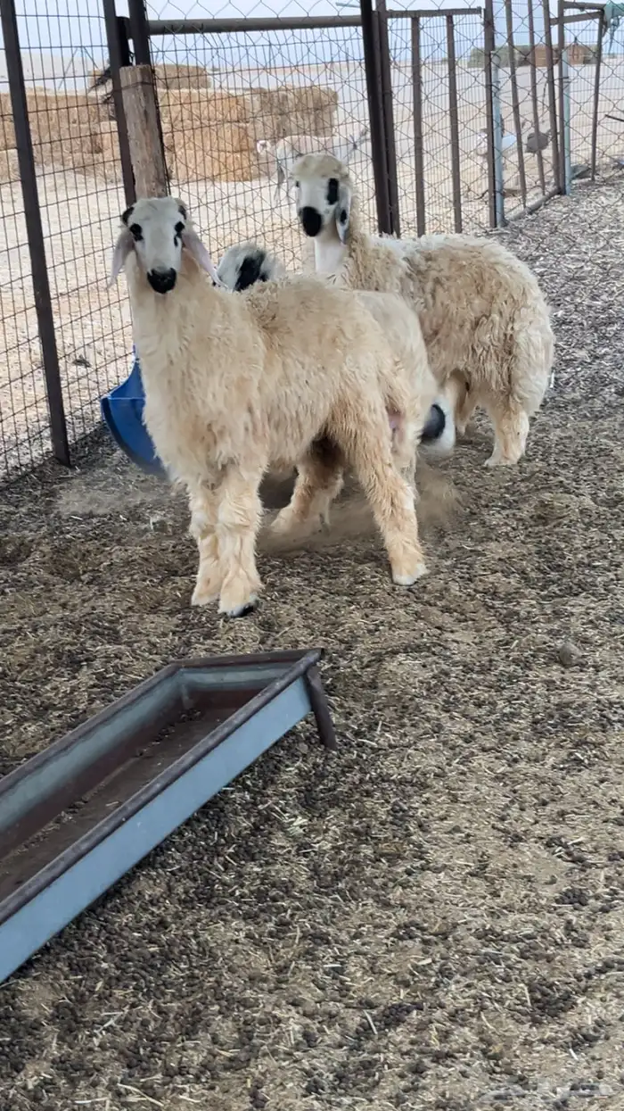 غنم صنف مكحله عرب بيض من نوادر الغنم 3