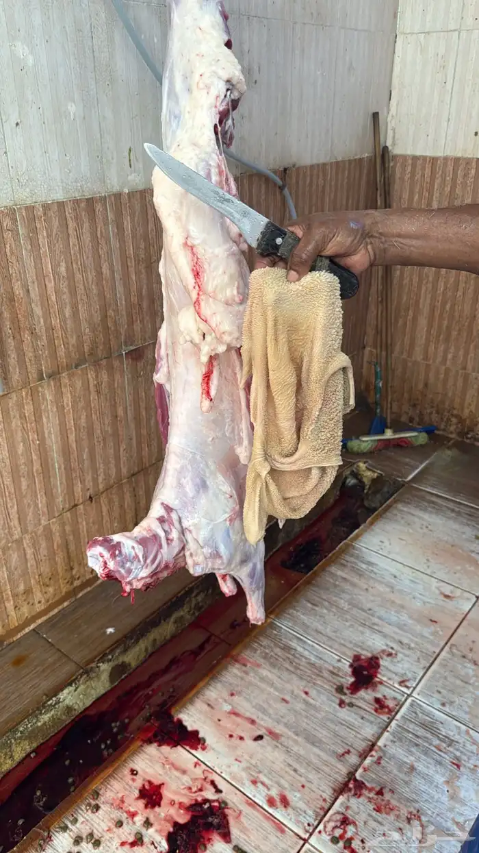ذبائح من غنم والدي شايب من مراحه تربيته نظيفه بلدي 9