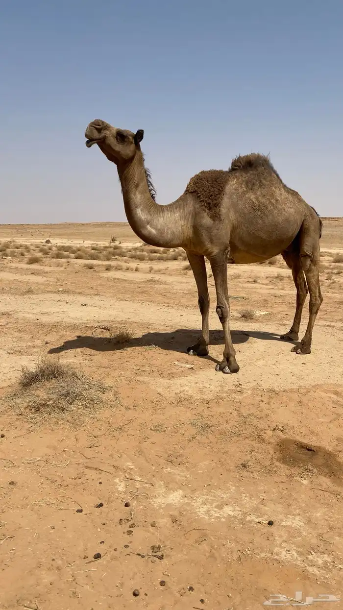 ثلاث عروض كفو قصب فل شحم وناقه ملاقي 1