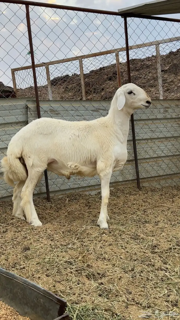 مشروع فحل حري صنف 2