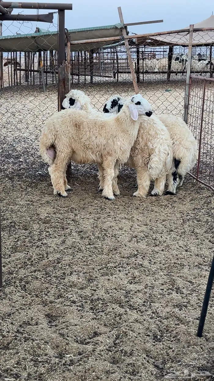 غنم صنف مكحله عرب بيض من نوادر الغنم 6