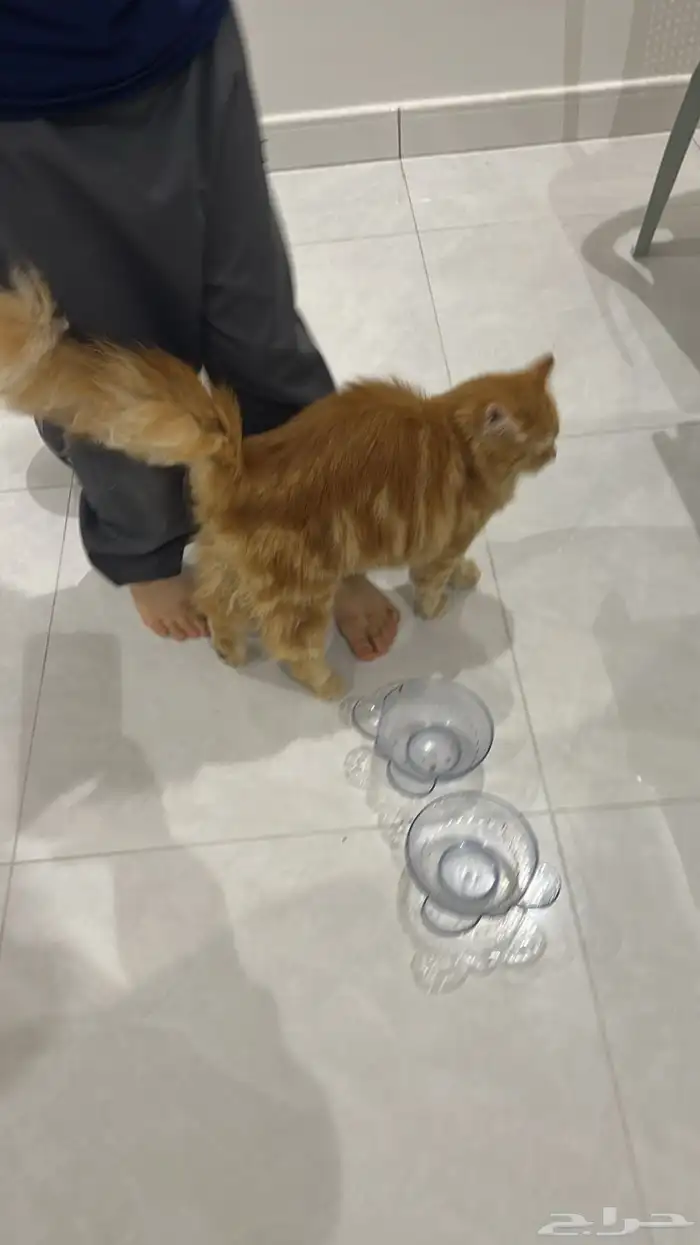 قط ذكر شيرازي للتبني 3