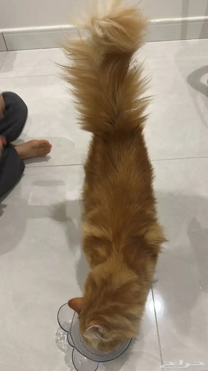 قط ذكر شيرازي للتبني 1