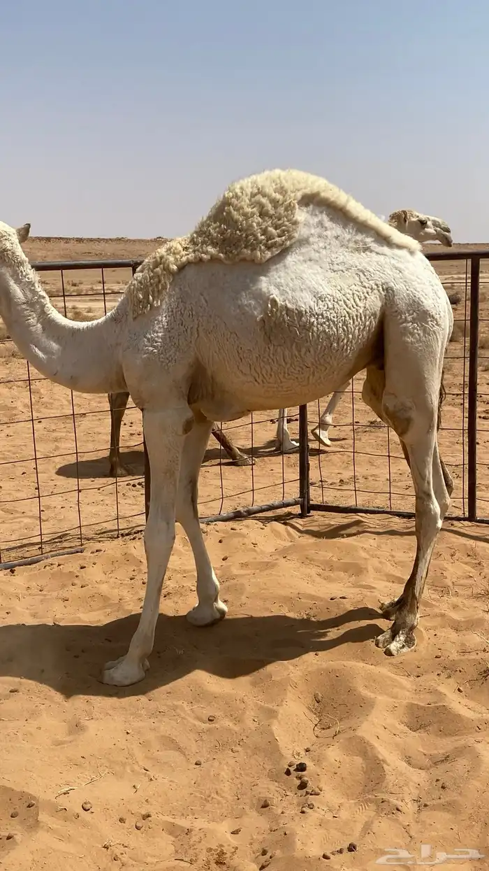 ثلاث عروض كفو قصب فل شحم وناقه ملاقي 4