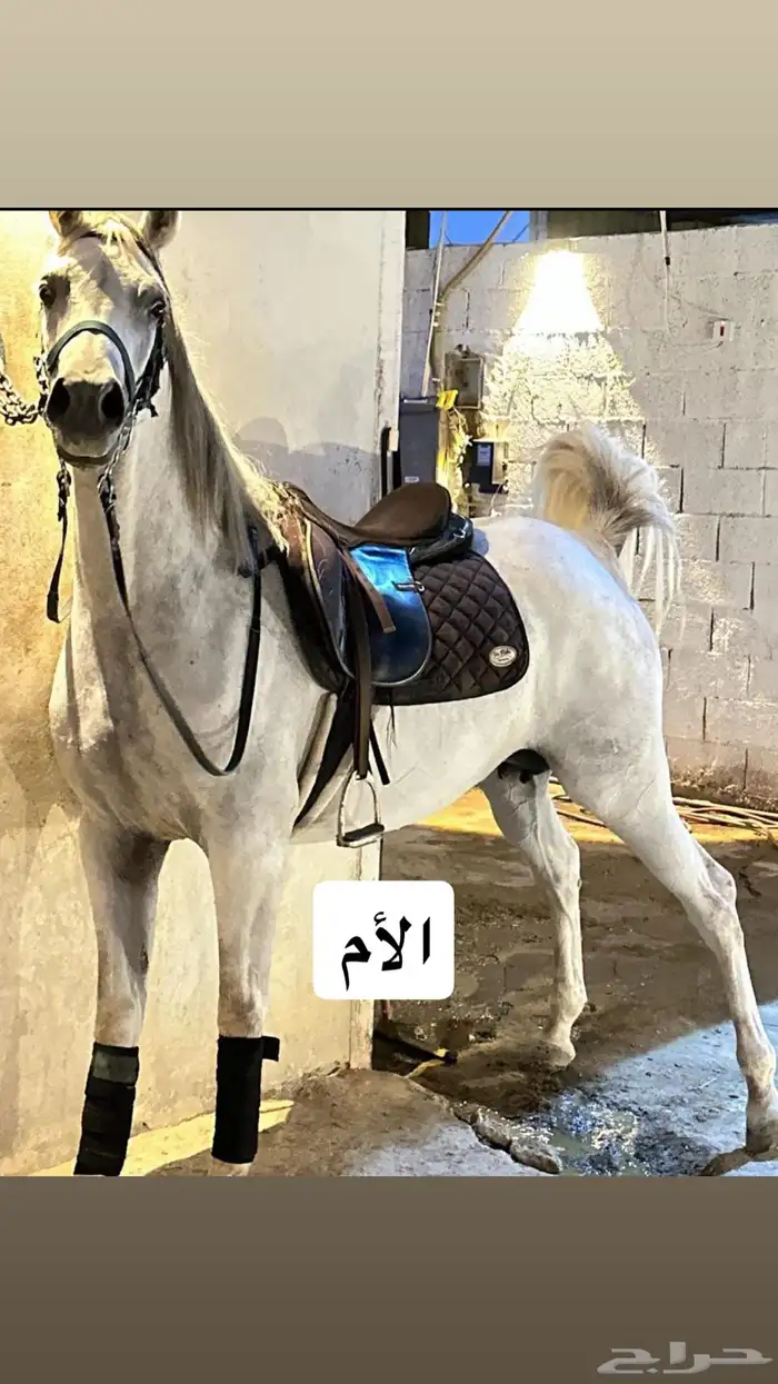 مهر بأوراق 3