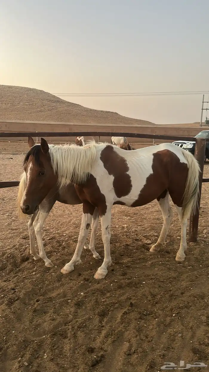 فرس وبنتها 2