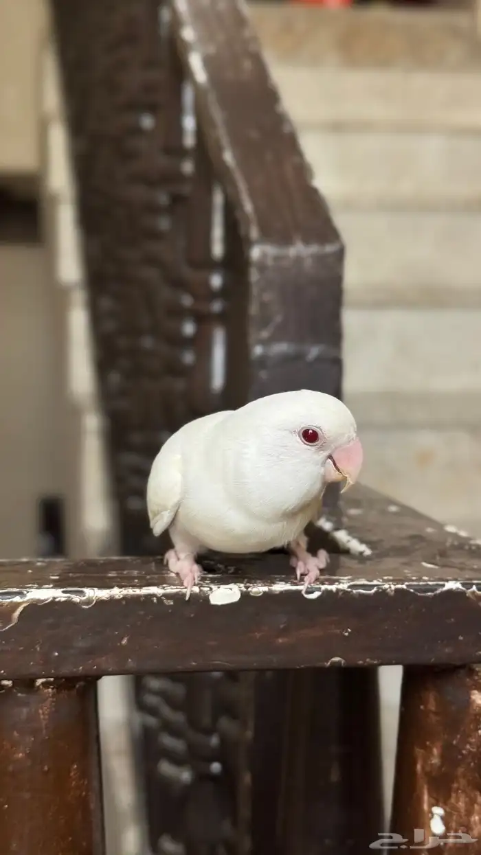 روز البينو 3