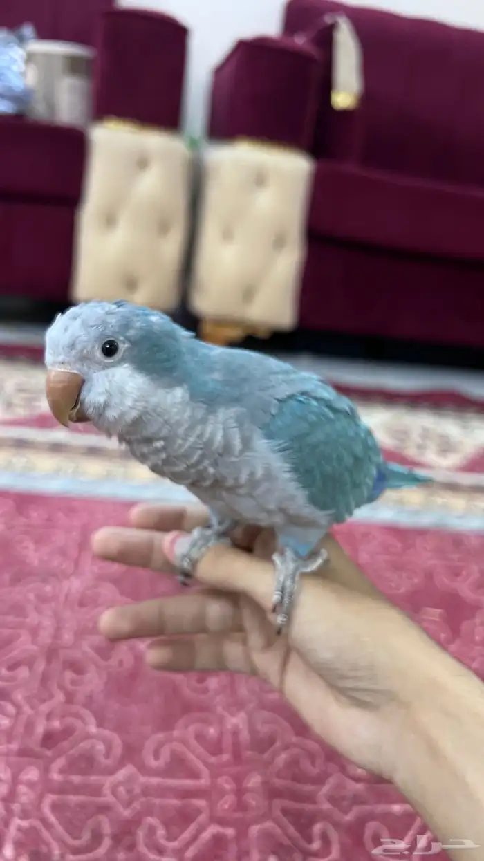 كويكر هدد داخلي 2