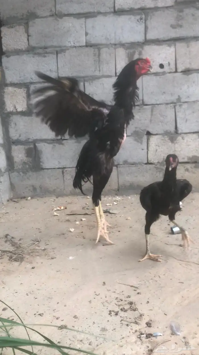 صيصان شامو الماني للبيع 5