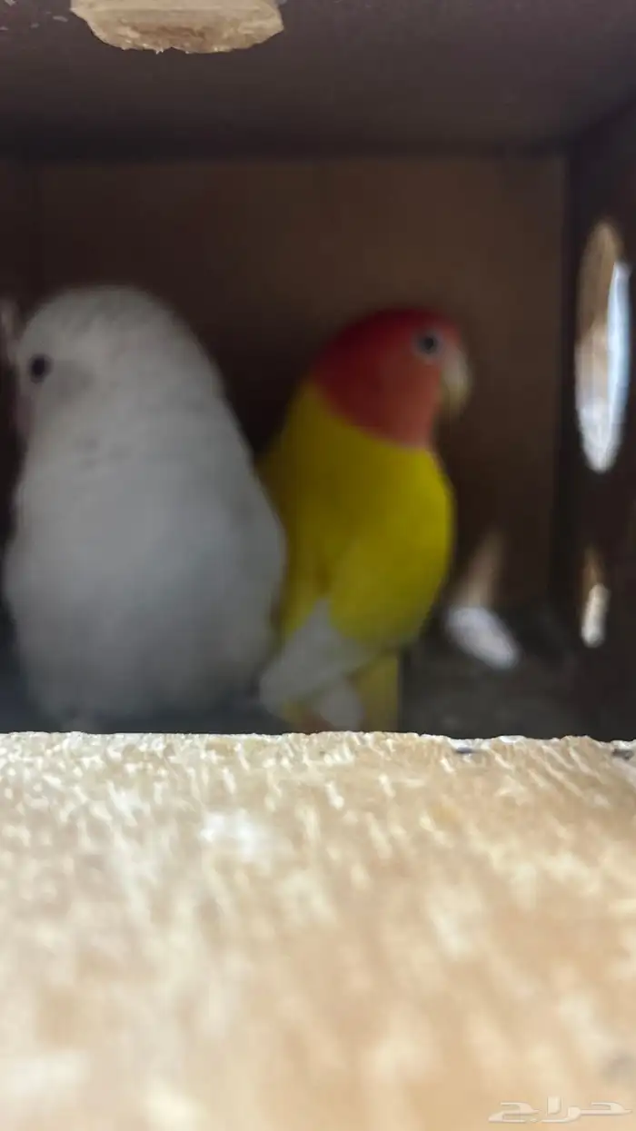 روز البينو لاتينو 1