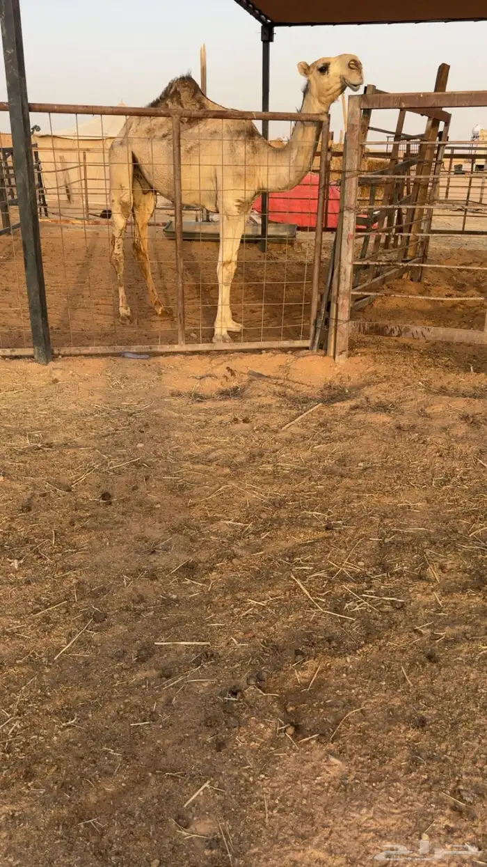 للبيع الابل كفو 5