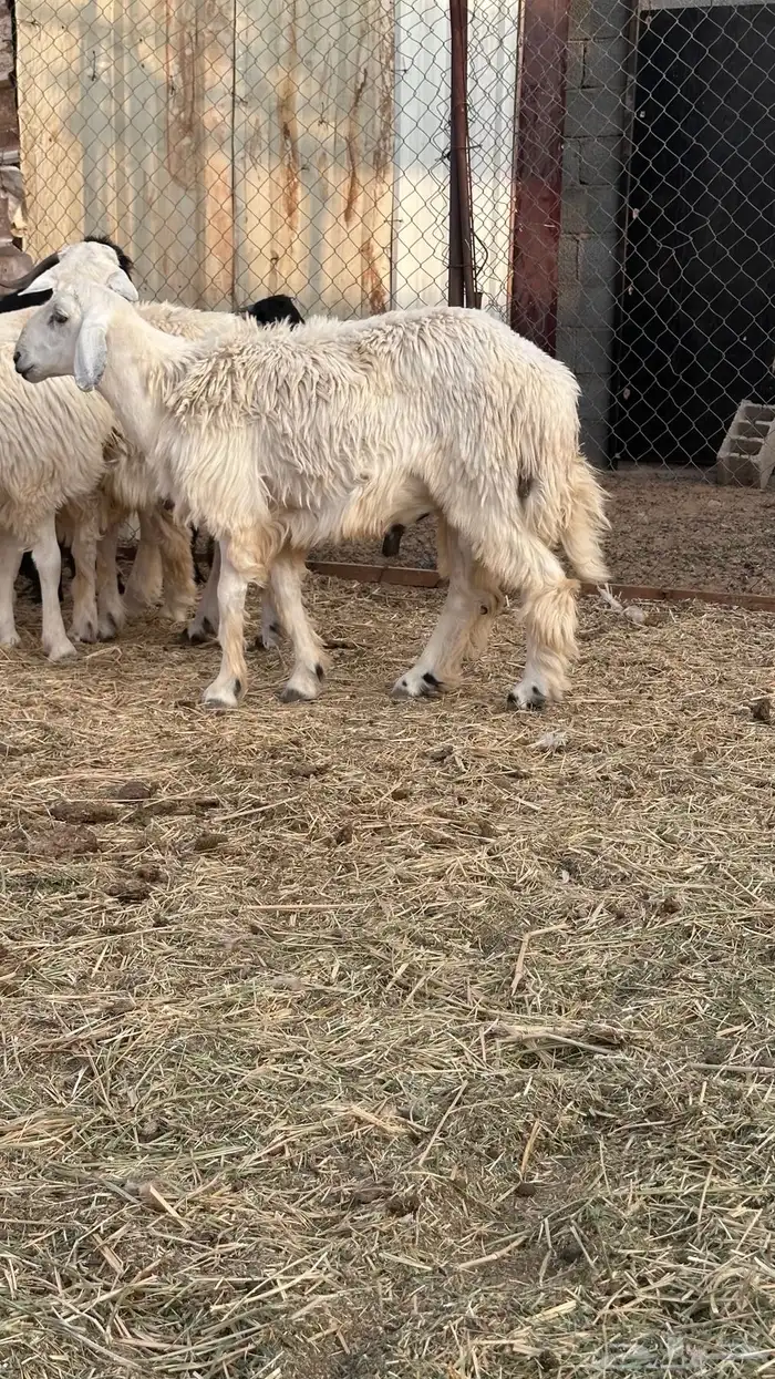 طليان للبيع جمله وتفريد 0