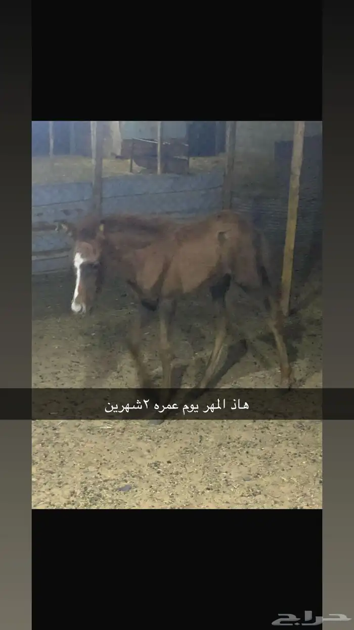 مهر شيخ 0