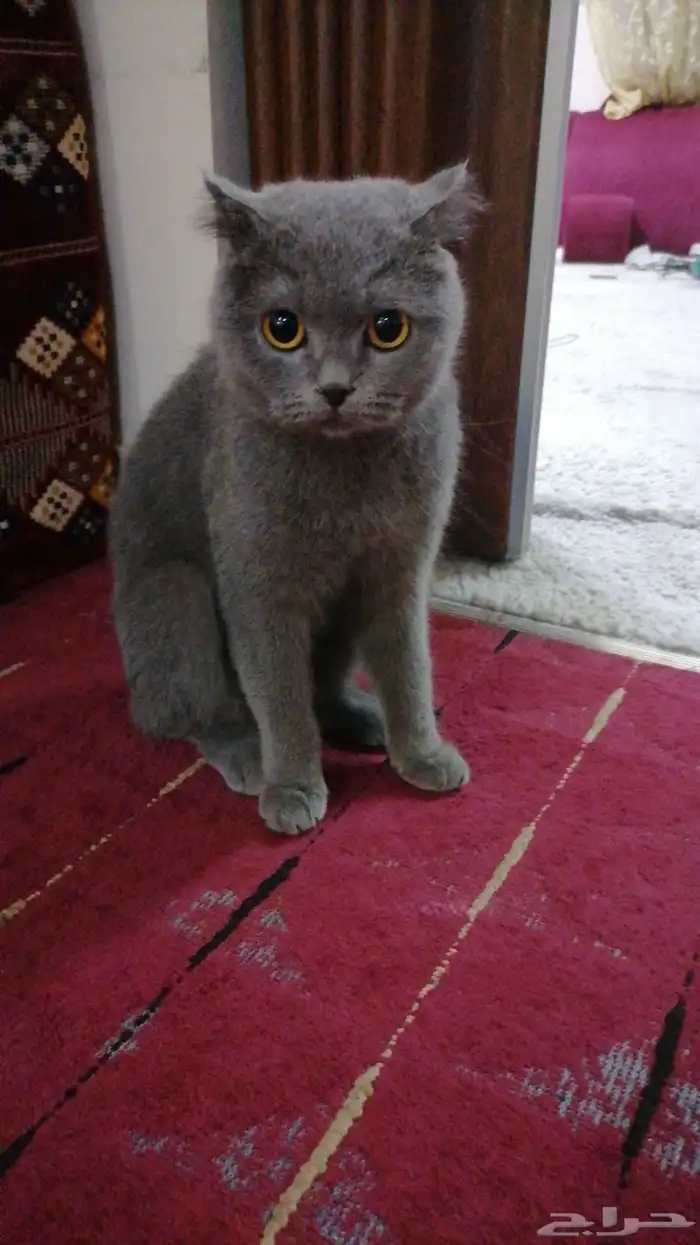 قطو سكوتش فولد انثى 1