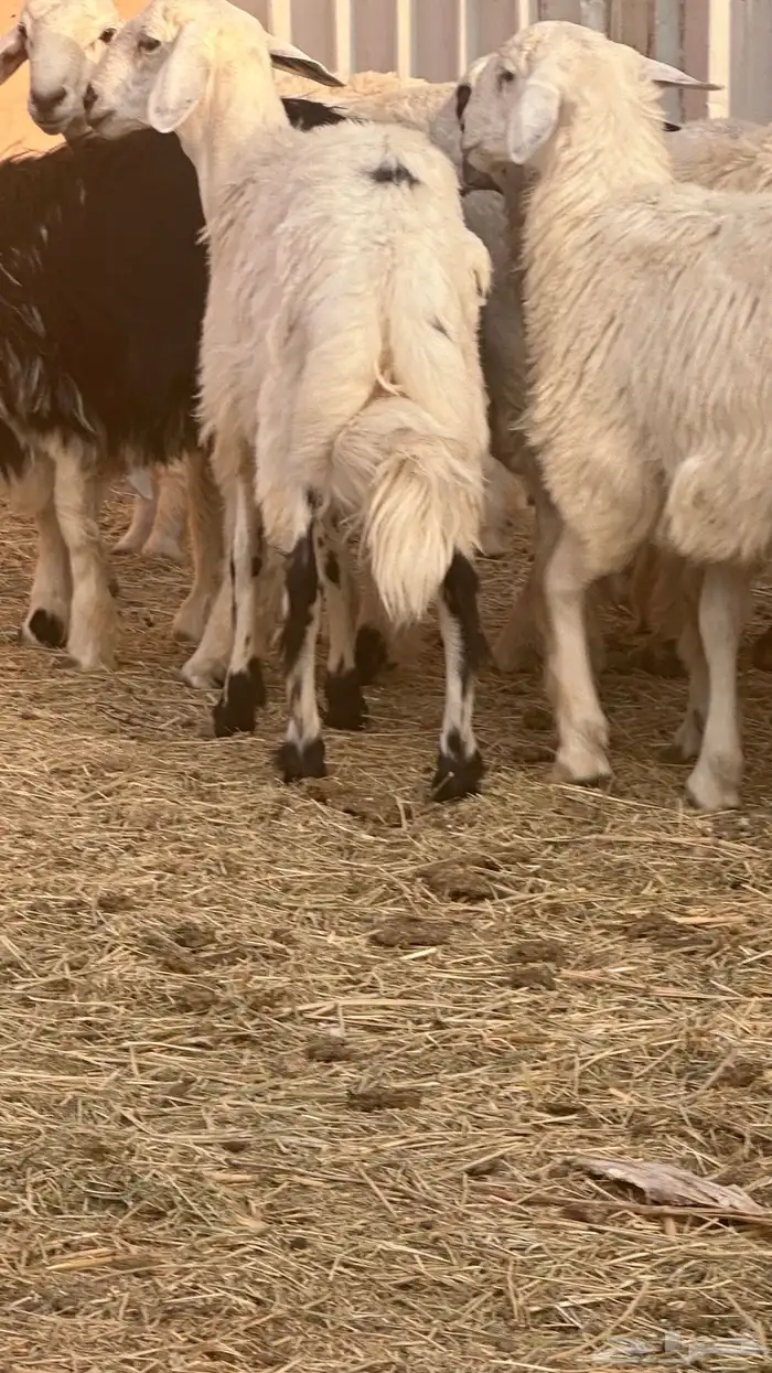 طليان للبيع جمله وتفريد 1