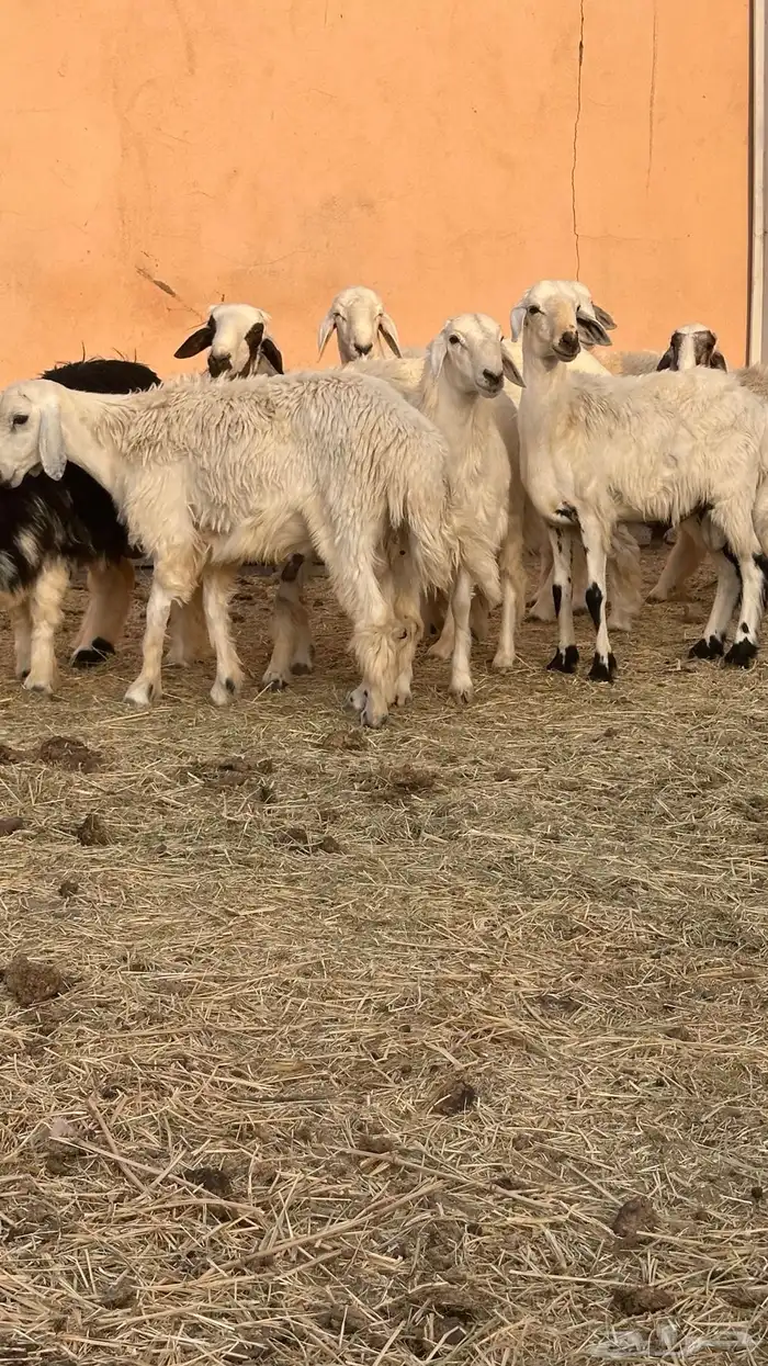 طليان للبيع جمله وتفريد 2