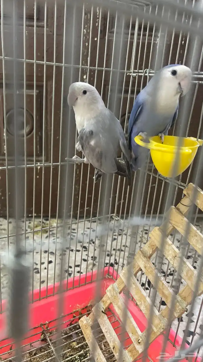 زوج روز منتج 0