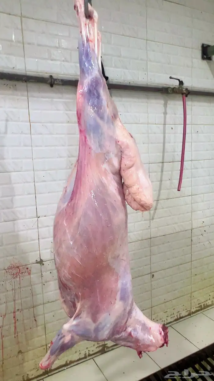 طليان ذبايح مشروطه نظافه 1