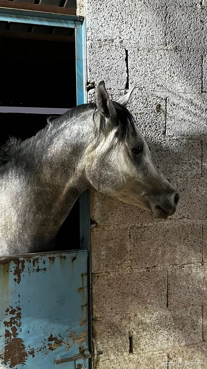 خيل شعبي شيخ للبيع 0