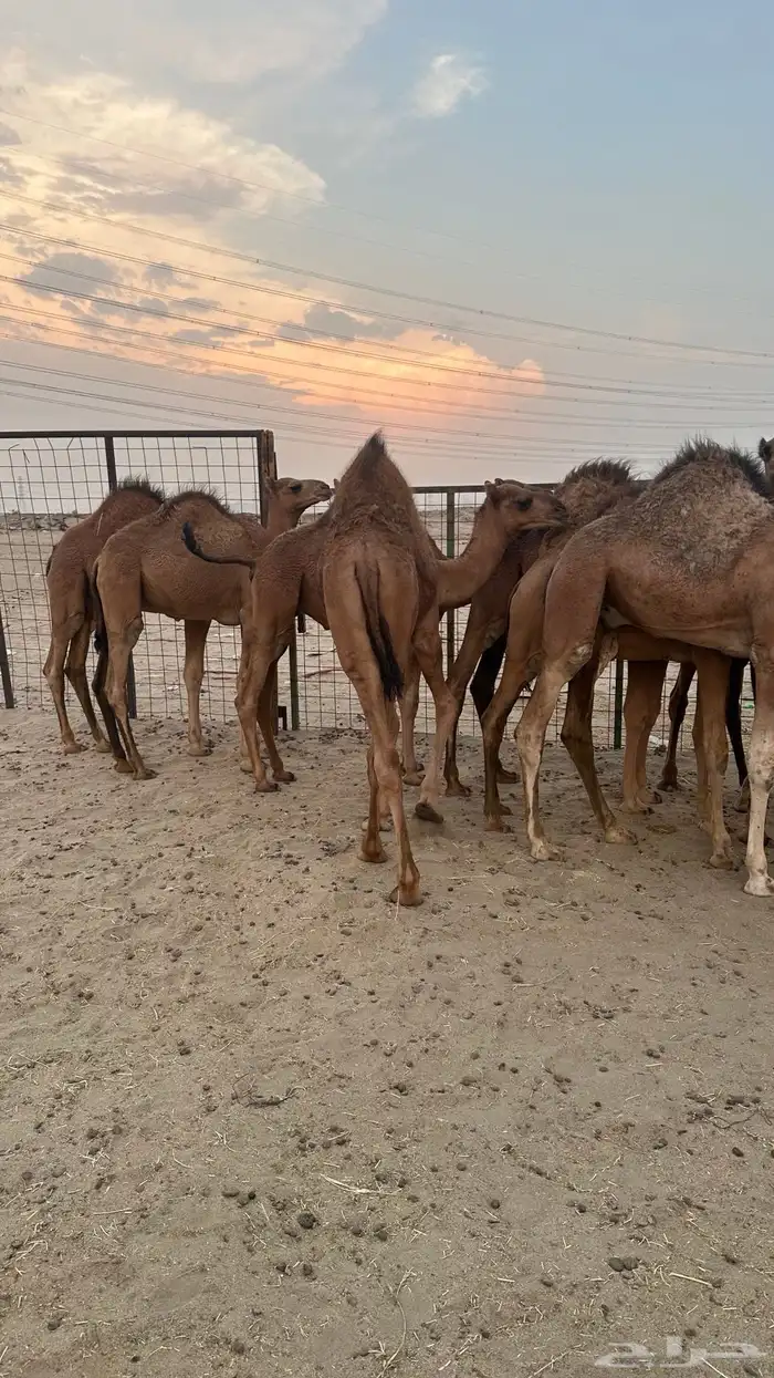 قعدان بلدي سواحل طيبه ( تم البيع ) 2
