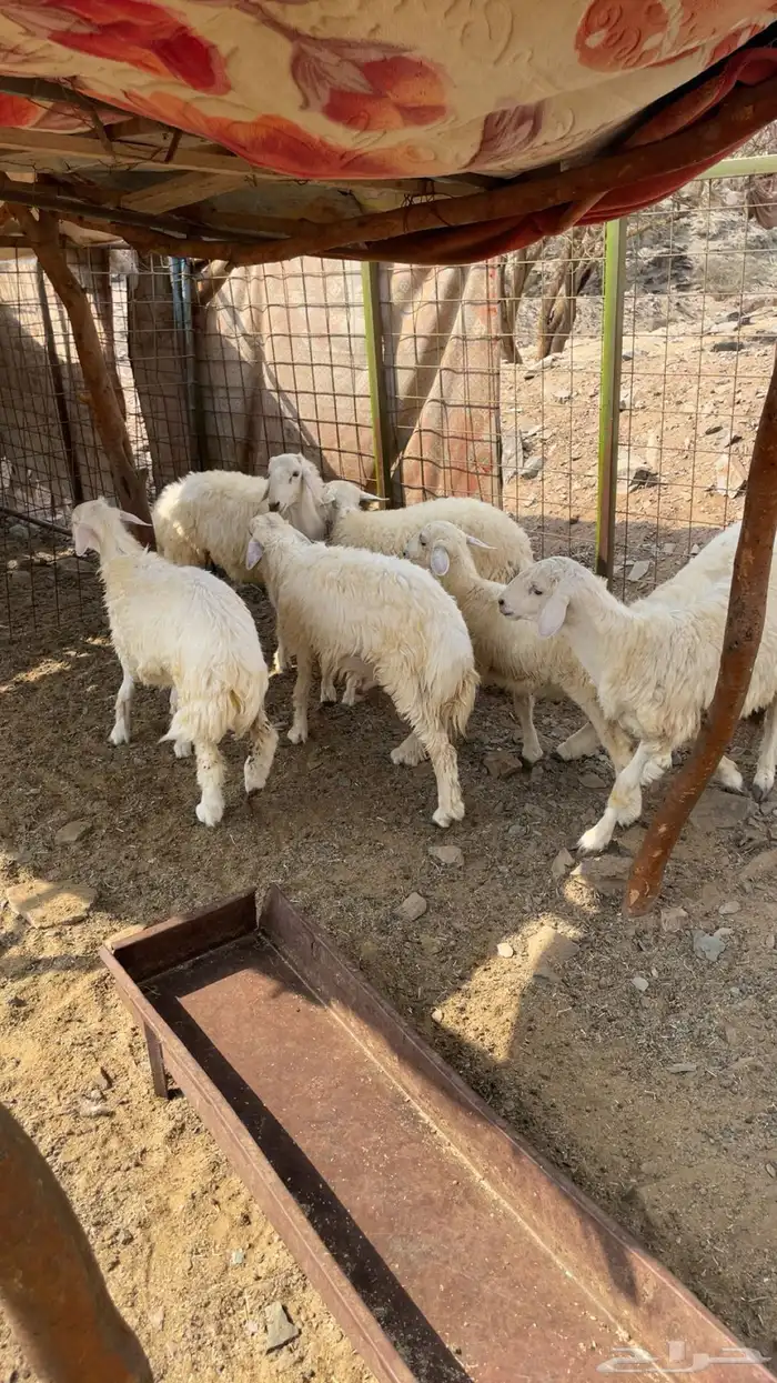 طليان حري عدد 5 4