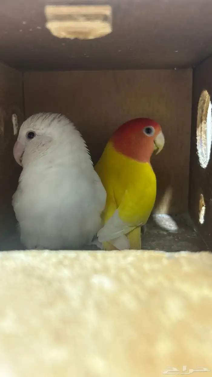 روز البينو لاتينو 0