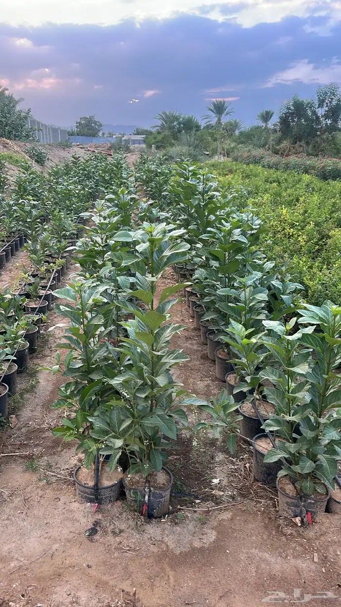 نباتات الزينة والعطريات والزهور   نجران 16