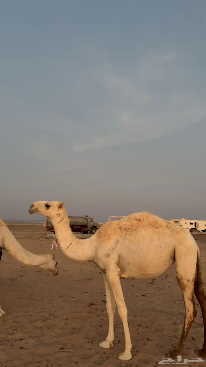 بكرة تمامية حقة 0