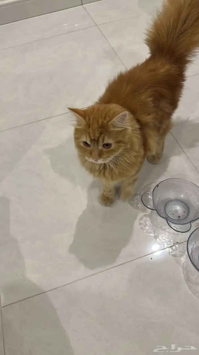 قط ذكر شيرازي للتبني 0