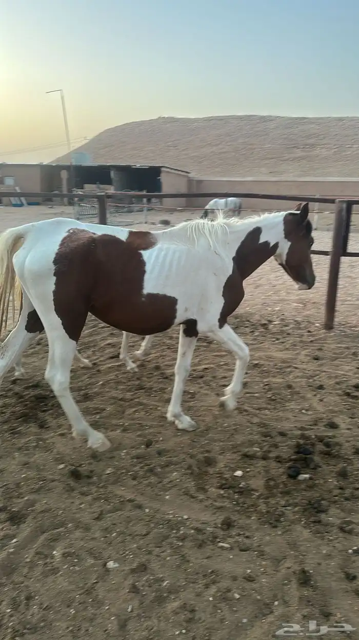 فرس وبنتها 3