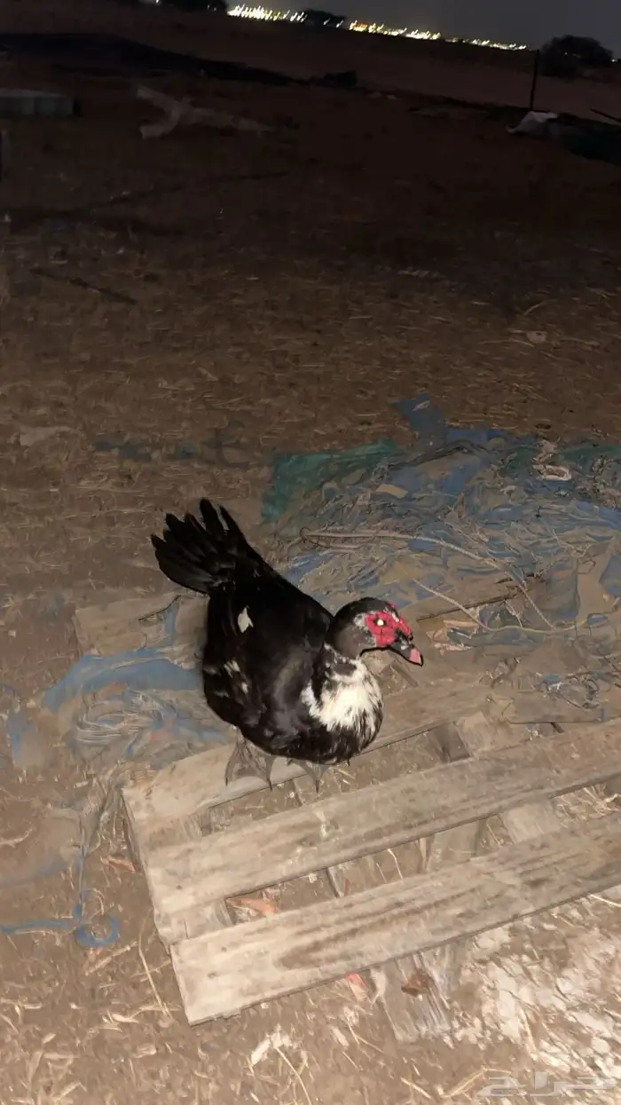 بطة مصري 3