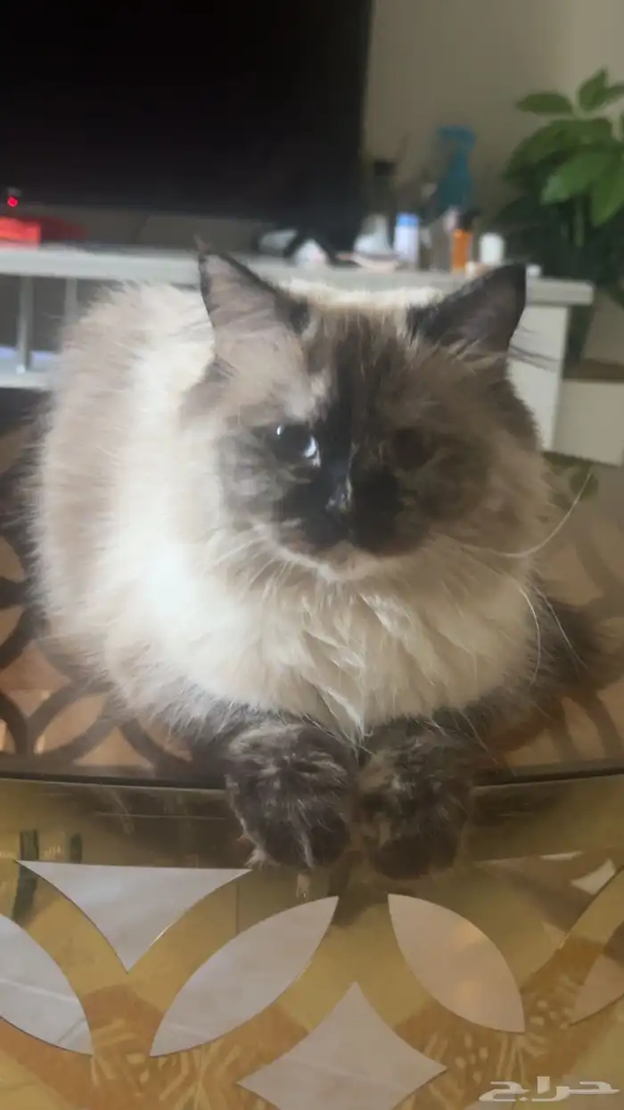 قطط تطلب التزاوج 1