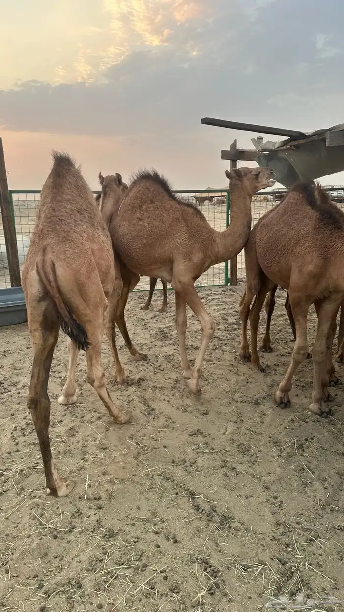 قعدان بلدي سواحل طيبه ( تم البيع ) 0