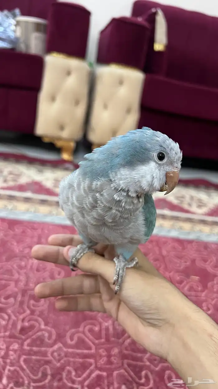 كويكر هدد داخلي 1