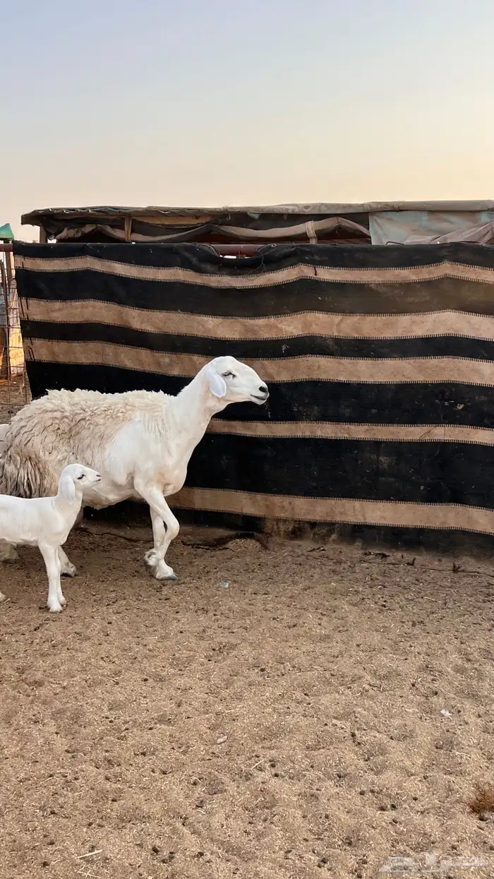 رغوث حريه حرشا 3