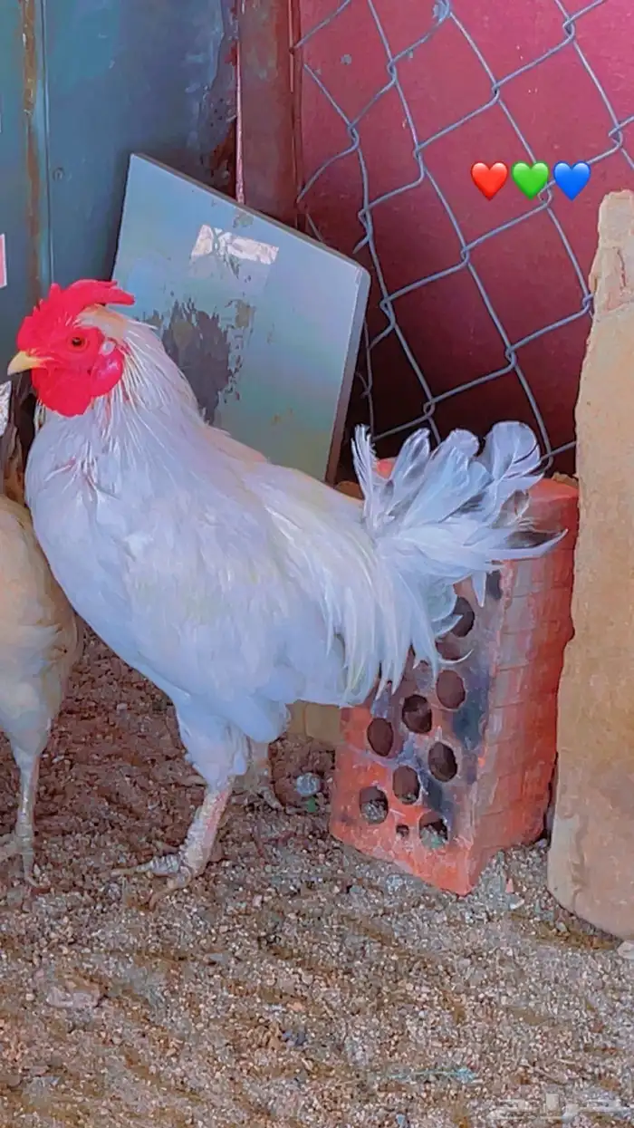 دجاج بلدي نضيف 0