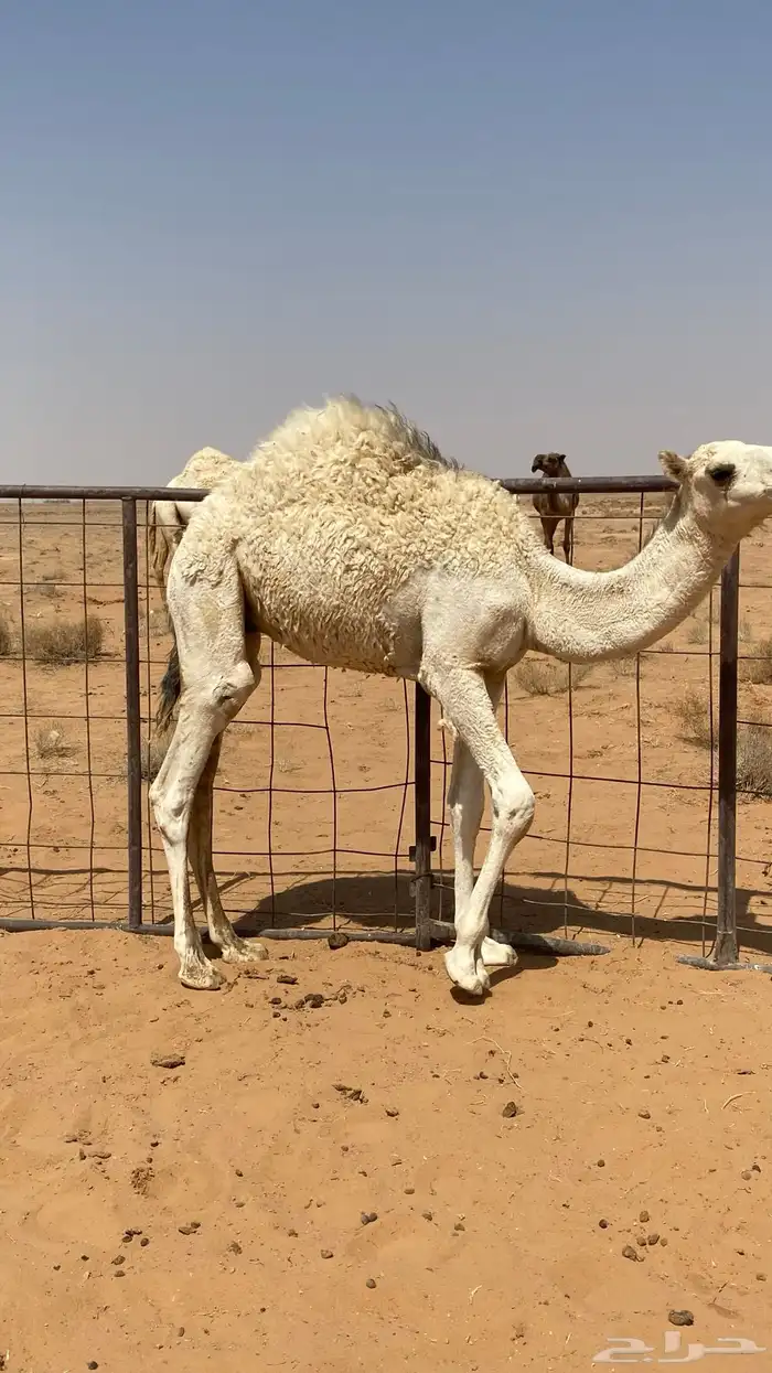 ثلاث عروض كفو قصب فل شحم وناقه ملاقي 6