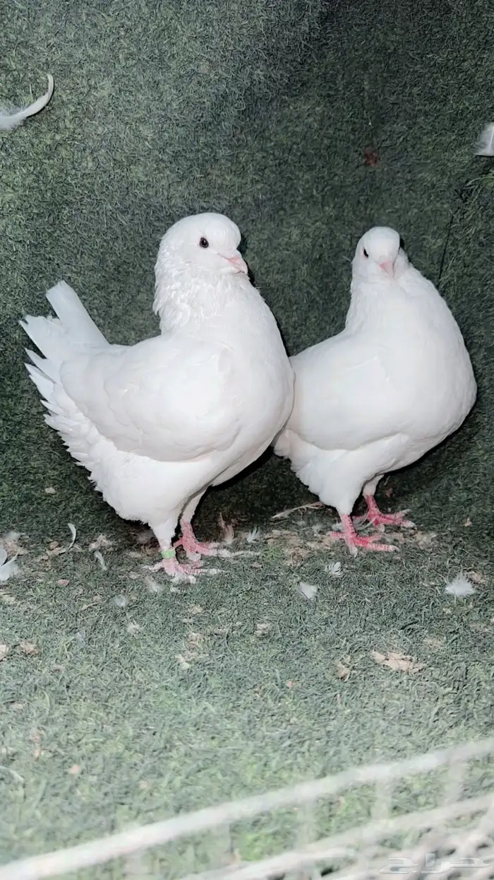 ذكر كنق مودينا تب 1