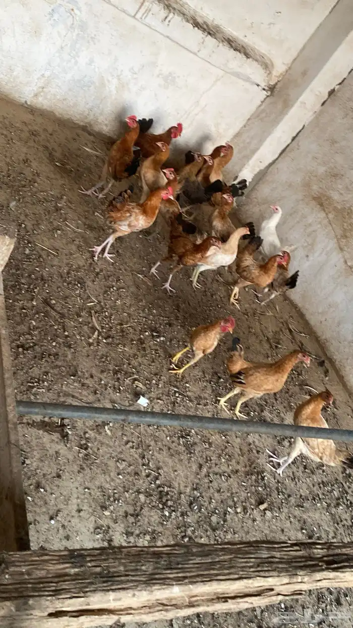 دجاج للبيع 1