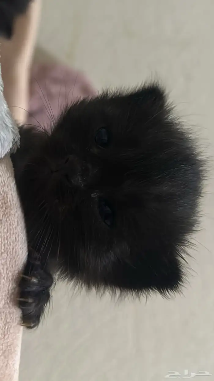 قطه وأطفالها للتبني 3