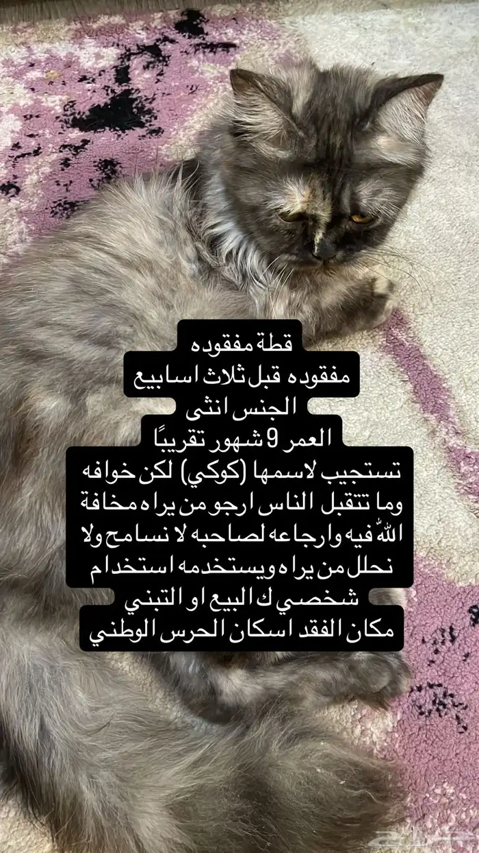 قط ضائع 0