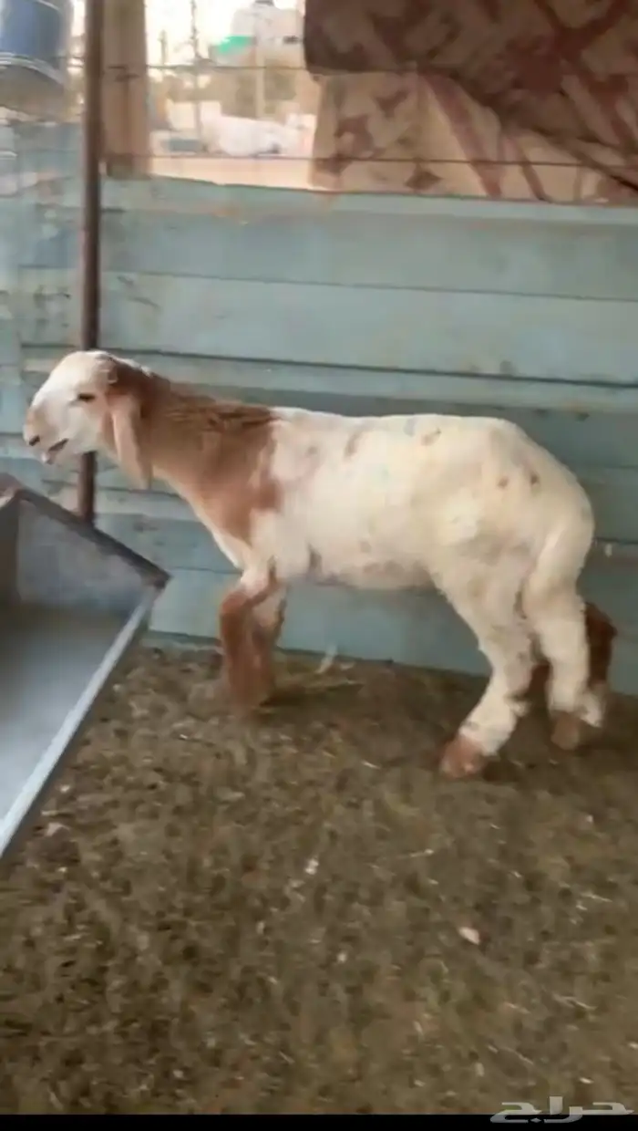 حروف ذبيحه عمره 4 شهور وفوق 2