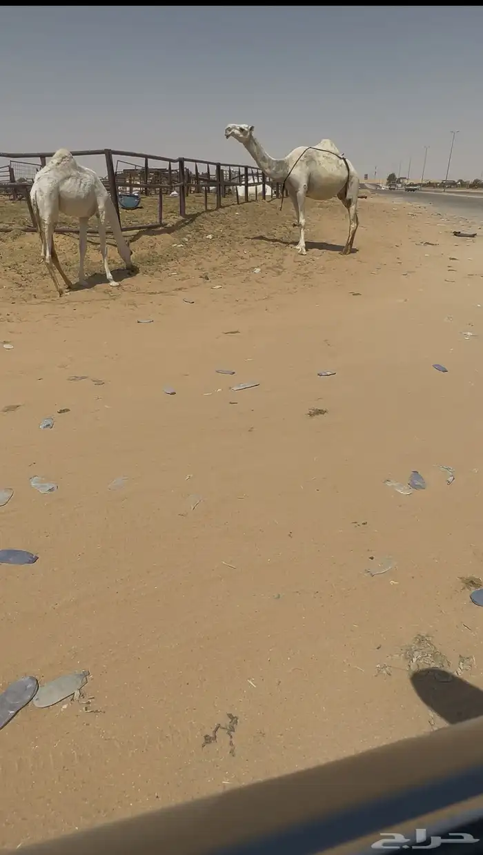 عشراء رباع كفوو 0