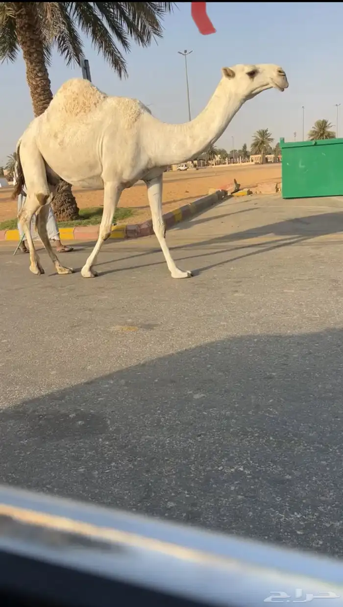 لقحه بكر وضحى ملاقي (تم البيع 1