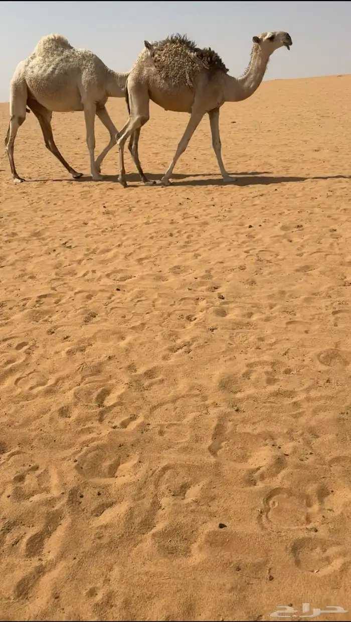 البعير الكفووو 6